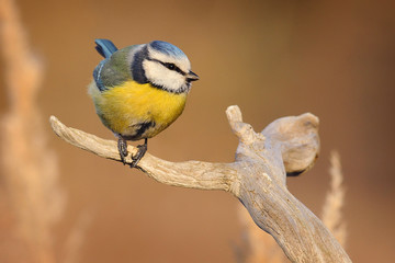 The Eurasian blue tit (Cyanistes caeruleus) bird in the tits family.