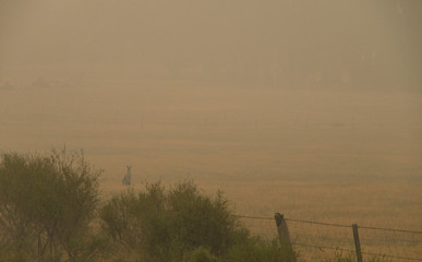 Australian kangaroo standing in a smoke filled field from nearby bush fires