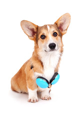 Corgi dog with headphones on a white background