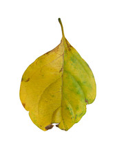 Naklejka premium isolated dry leaves with clipping path on white background.