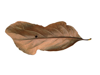 isolated dry leaves with clipping path on white background.