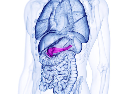 3d rendered medically accurate illustration of the pancreas