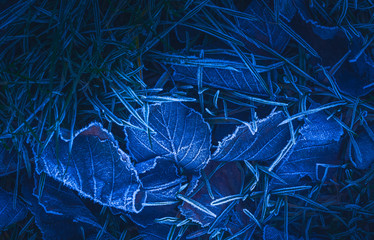 Frozen leafs background with ice crystals, deep blue color background