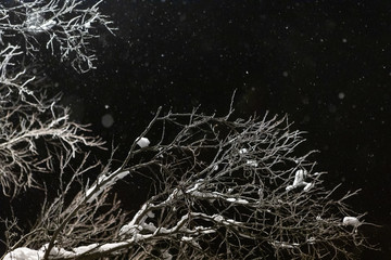 Tree branches in snow on the background of night sky and snowfall