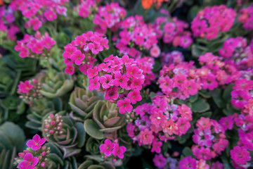 Kalanchoe blossfeldiana in the garden