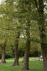 trees in the park in summer