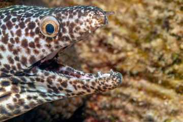 spotted moray,Gymnothorax isingteena