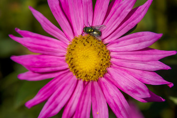 Insekt auf einer Blüte zur Bestäubung