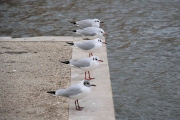 Row of seagulls resting on the docks