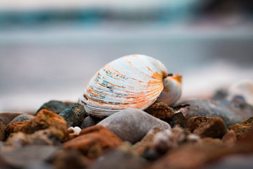 Shell on rocky shore