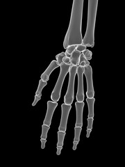 3d rendered medically accurate illustration of the hand bones