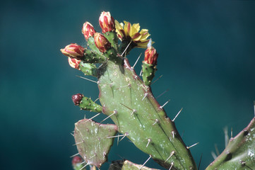 Corse. figuier de barbarie en fleur. Corsica. prickly pear in bloom.