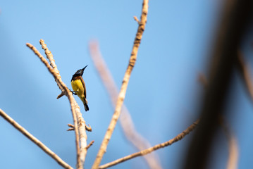 bird living in the nature, garden life