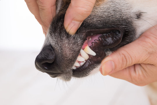 Closeup Dog Tooth Decayed, Show Dirty Teeth, Sign Of Dental And Gum Disease In Dog, Unhealthy Dog Mouth