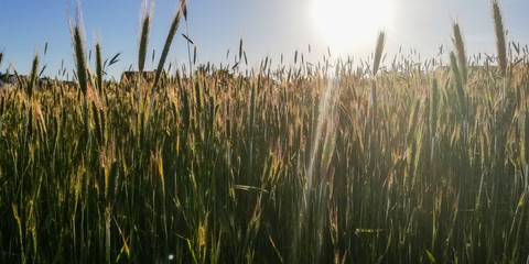 wheat in the field