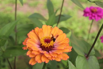 Flower & Bee - A Symbiotic Relation - Collecting Nectar