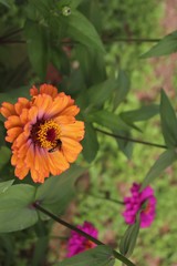 Flower & Bee - A Symbiotic Relation - Collecting Nectar