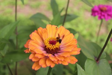 Flower & Bee - A Symbiotic Relation - Collecting Nectar