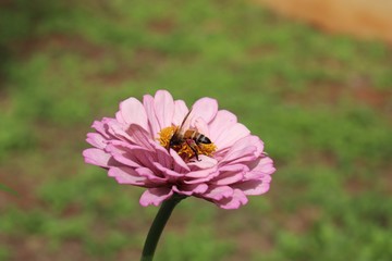 Flower & Bee - A Symbiotic Relation - Collecting Nectar