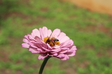 Flower & Bee - A Symbiotic Relation - Collecting Nectar