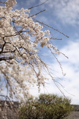 しだれ桜