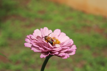 Flower & Bee - A Symbiotic Relation - Collecting Nectar