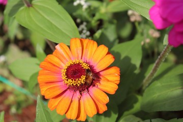 Flower & Bee - A Symbiotic Relation - Collecting Nectar