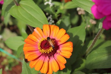 Flower & Bee - A Symbiotic Relation - Collecting Nectar