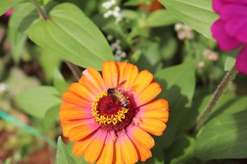 Flower & Bee - A Symbiotic Relation - Collecting Nectar
