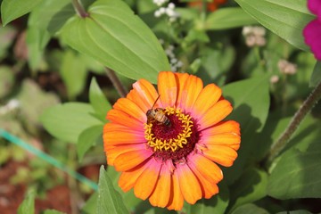 Flower & Bee - A Symbiotic Relation - Collecting Nectar