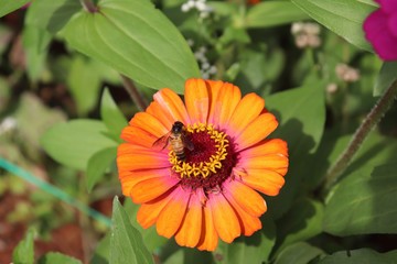 Flower & Bee - A Symbiotic Relation - Collecting Nectar