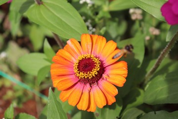 Flower & Bee - A Symbiotic Relation - Collecting Nectar