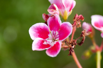 Fototapeta na wymiar Pelargonium Pink flower, close up. Rose Geranium, pink blossom with purple strips. Scented Pelargonium Graveolens is plant in the family Geraniaceae. Blurred background.