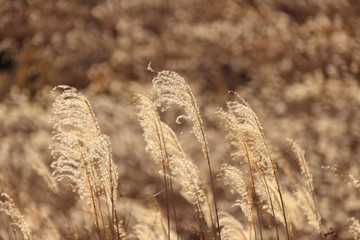 Fototapeta premium 秋吉台 すすき 山口県美祢市 Akiyoshidai Susuki Yamaguchi Mine city