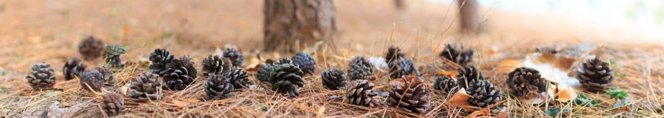panoramic view of pine cone and pine tree