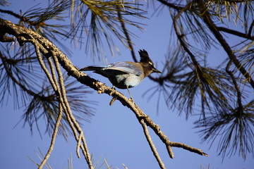 Stellar Jay Grand Canyon Arizona USA