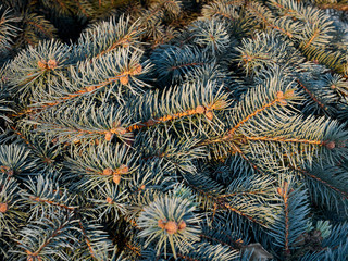 Naklejka na ściany i meble Green Christmas tree branches close-up
