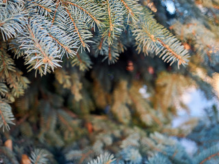 Green blue christmas tree branches close-up background