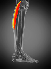 3d rendered medically accurate muscle anatomy illustration - gastrocnemius