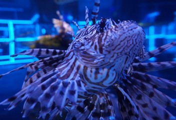 подводный мир выставка морских рыб Новосибирский океанариум