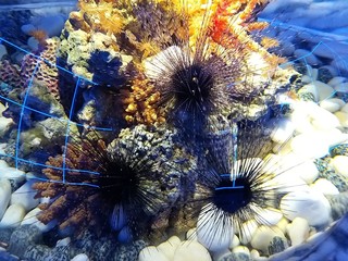 sea urchin and colored algae