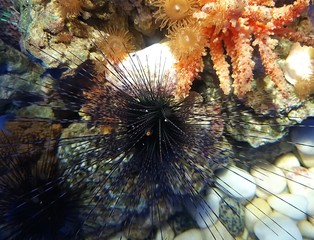 sea urchin and colored algae