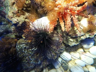 sea urchin and colored algae