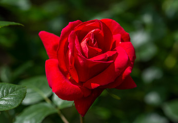 Rose flower. Photo plants in the garden on a green background. Soft focus.