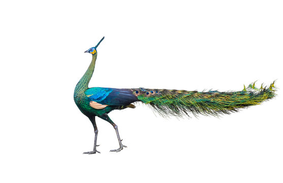 Male Thai peacock on a white background