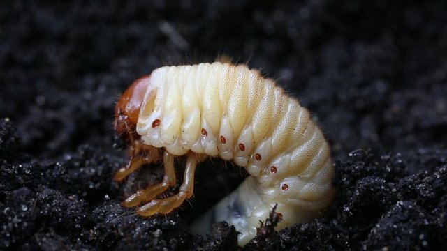 Larva of Cockchafer or May Bug or Doodlebug (Melolontha vulgaris) is on the background of black ground