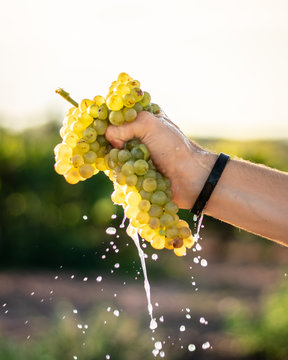 grape wallpaper