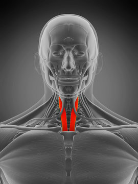 3d rendered medically accurate muscle anatomy illustration - sternothyroid