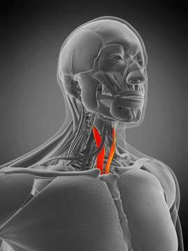 3d rendered medically accurate muscle anatomy illustration - sternothyroid