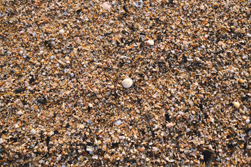 Crushed Seashells at a Beach in the Morning Light
